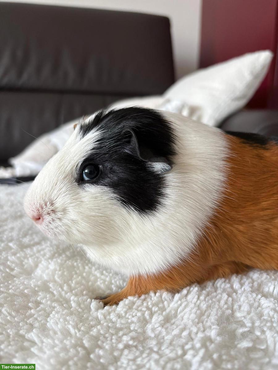 Junges Meerschweinchen Männchen, optional mit Käfig & Zubehör