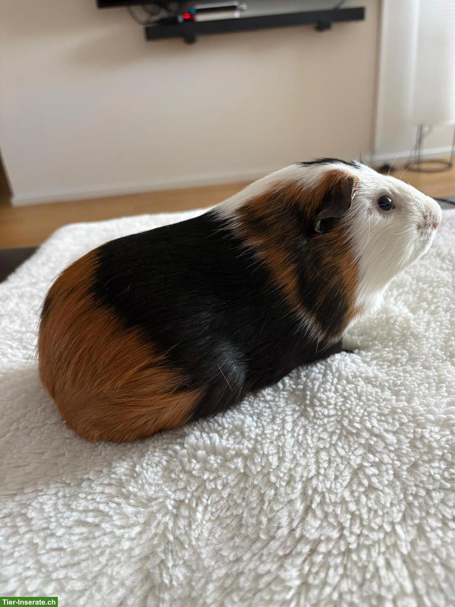 Bild 2: Junges Meerschweinchen Männchen, optional mit Käfig & Zubehör