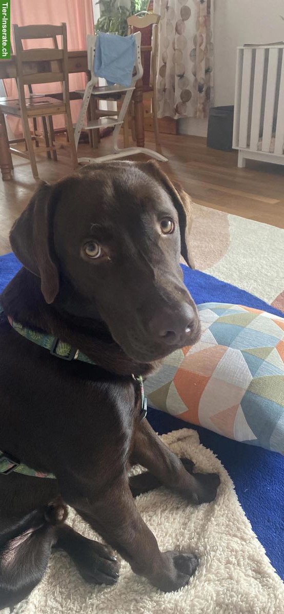 Labrador Rüde sucht ein familiengerechtes neues Zuhause