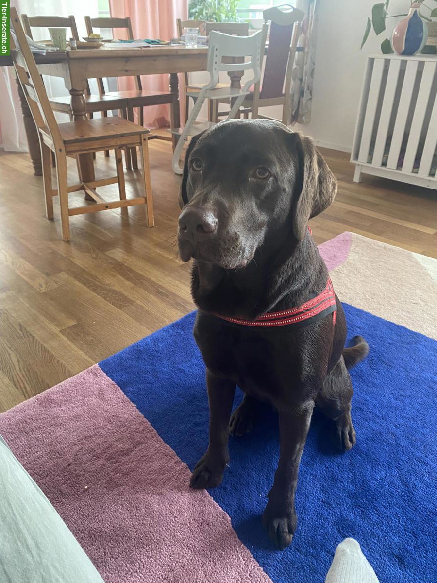 Bild 3: Labrador Rüde sucht ein familiengerechtes neues Zuhause