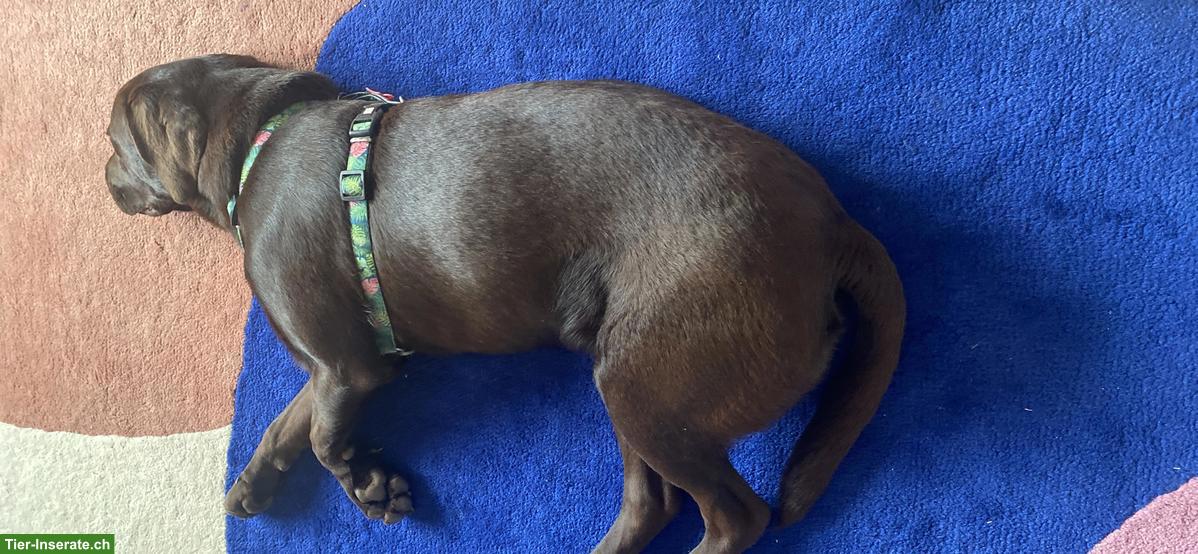 Bild 4: Labrador Rüde sucht ein familiengerechtes neues Zuhause