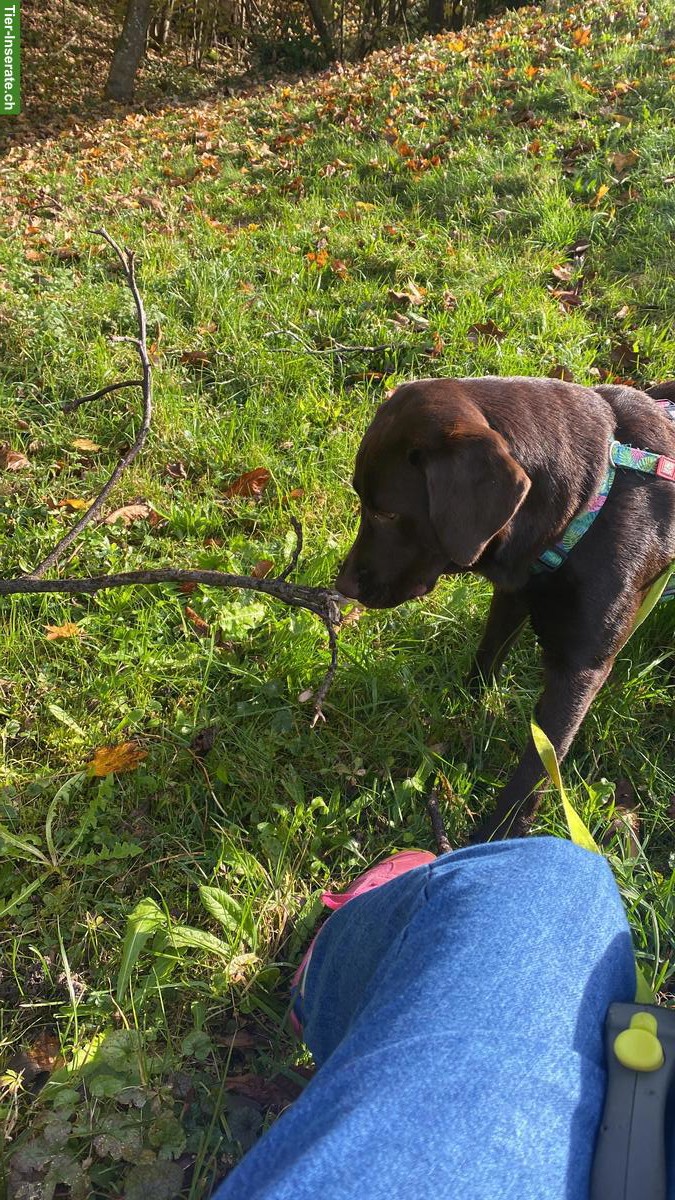 Bild 5: Labrador Rüde sucht ein familiengerechtes neues Zuhause