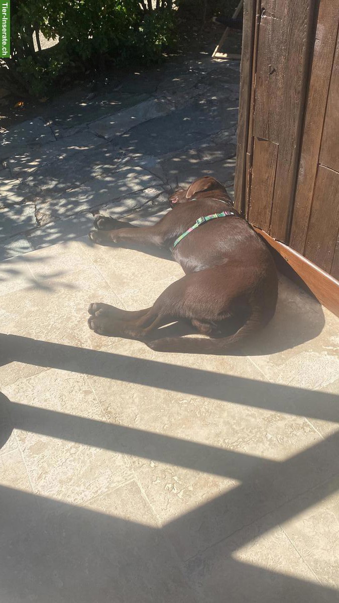 Bild 6: Labrador Rüde sucht ein familiengerechtes neues Zuhause