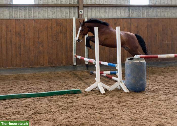 Vielversprechendes Springpferd aus Top-Abstammung, 3-jährig