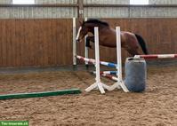 Vielversprechendes Springpferd aus Top-Abstammung, 3-jährig