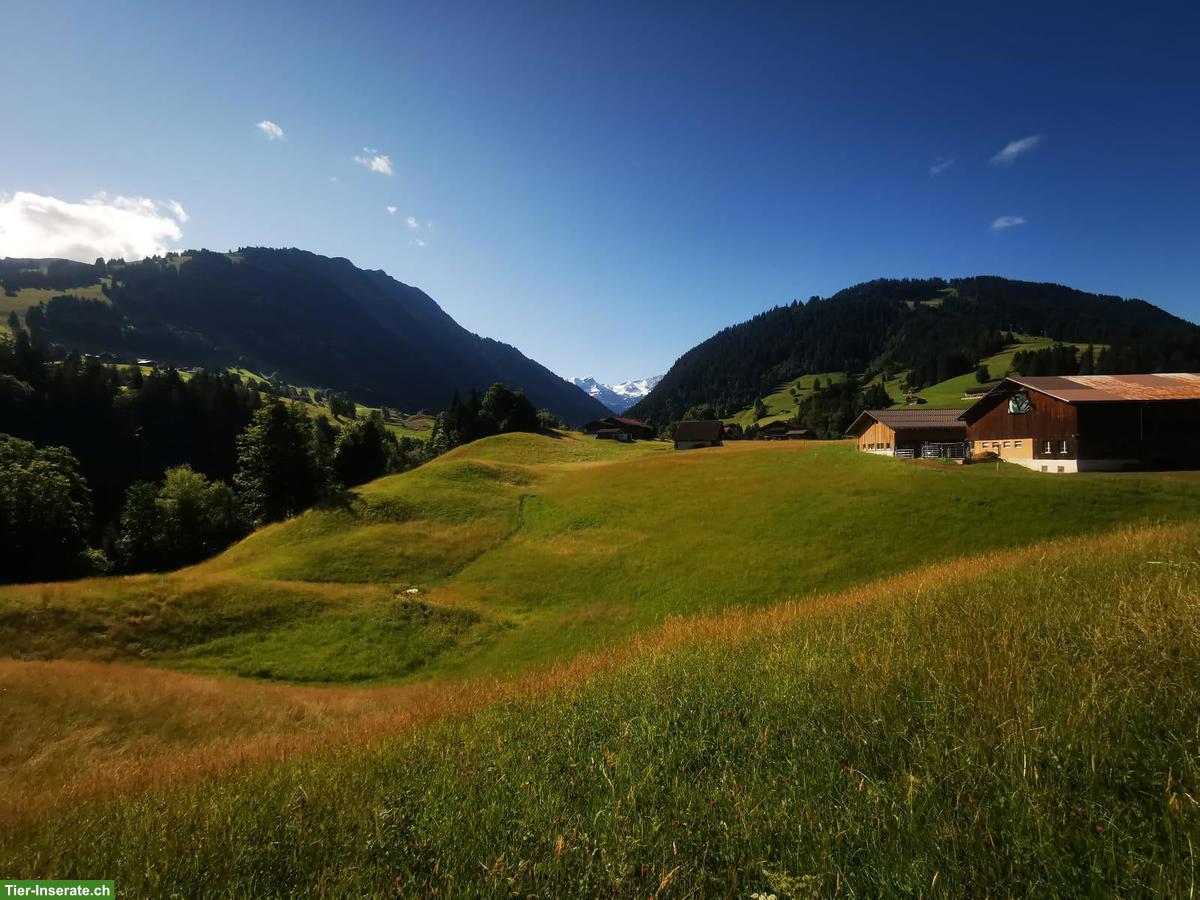 Bild 2: Sommerweiden im Berner Oberland für Ponys und Kleinpferde