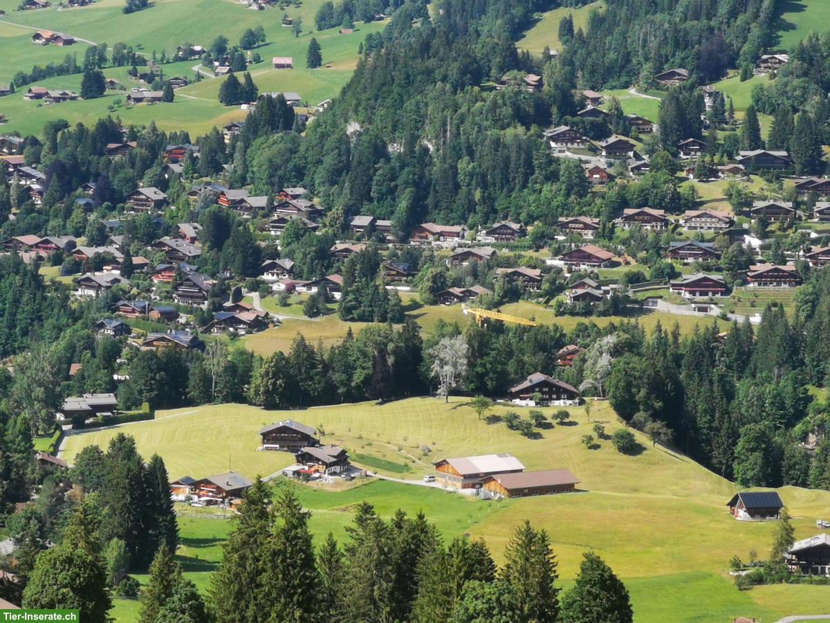Bild 3: Sommerweiden im Berner Oberland für Ponys und Kleinpferde