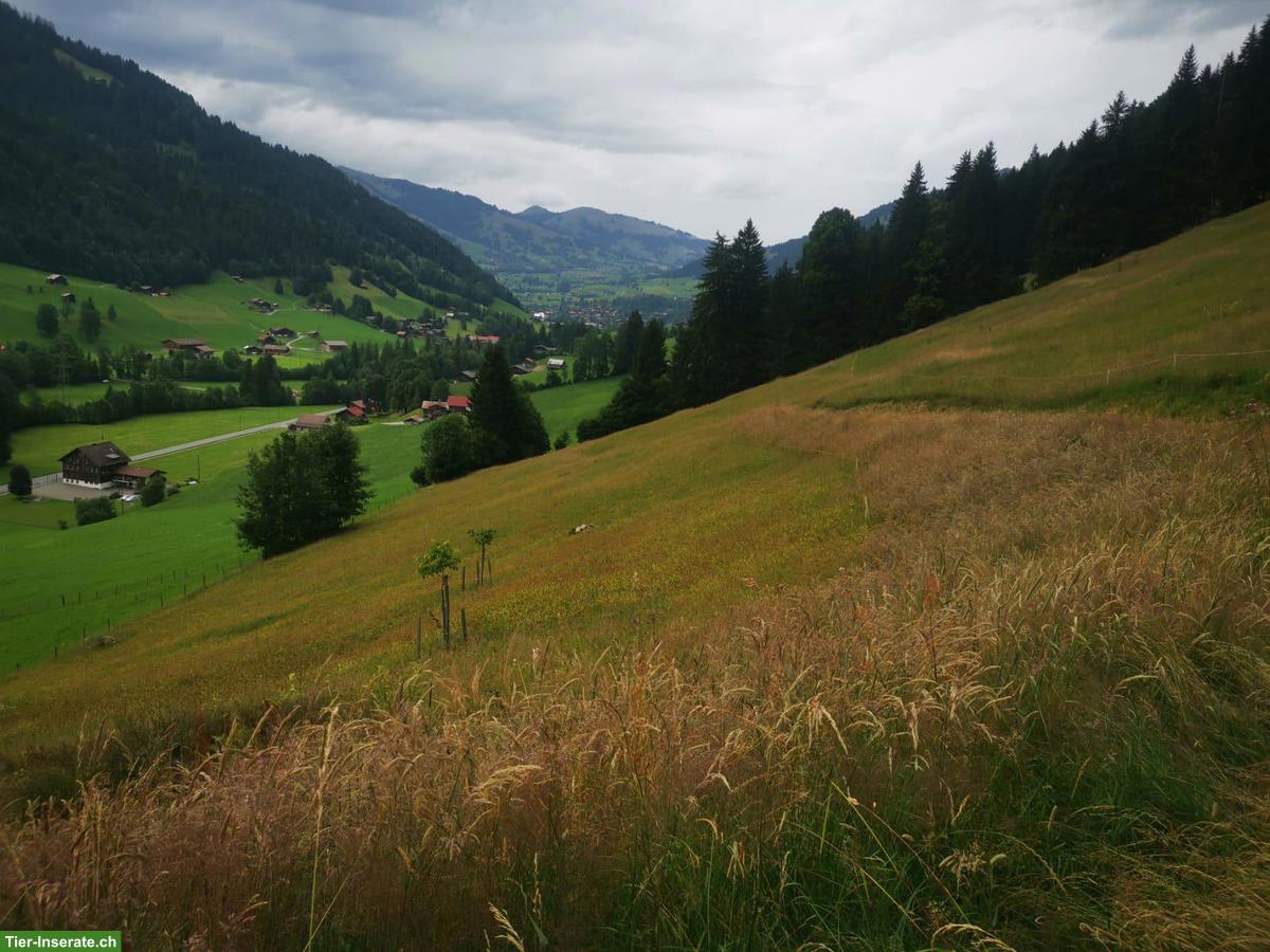 Bild 4: Sommerweiden im Berner Oberland für Ponys und Kleinpferde
