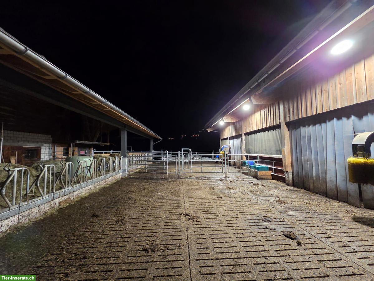 Bild 5: Sommerweiden im Berner Oberland für Ponys und Kleinpferde