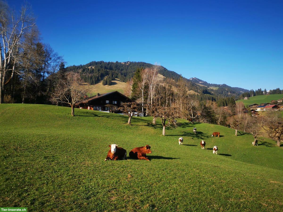 Bild 6: Sommerweiden im Berner Oberland für Ponys und Kleinpferde