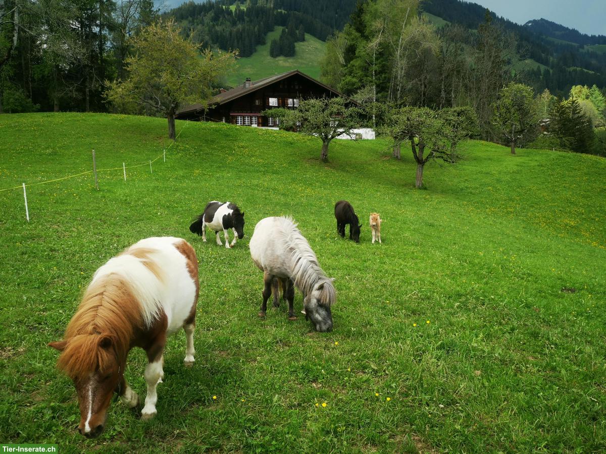 Bild 7: Sommerweiden im Berner Oberland für Ponys und Kleinpferde