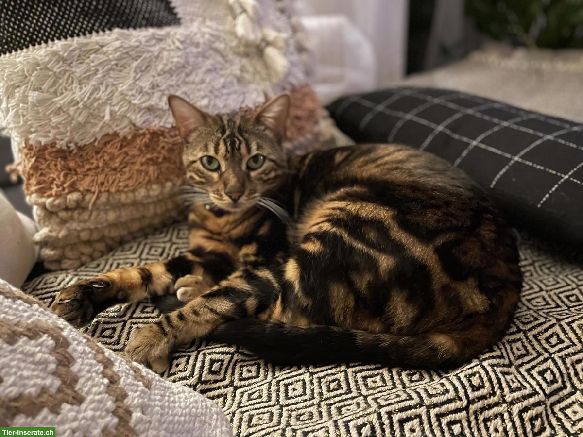 Liebe Bengalkatze sucht Zuhause mit Freigang