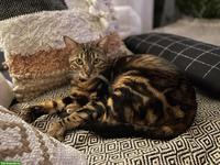 Liebe Bengalkatze sucht Zuhause mit Freigang