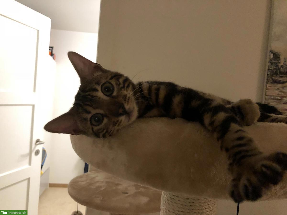 Bild 2: Liebe Bengalkatze sucht Zuhause mit Freigang