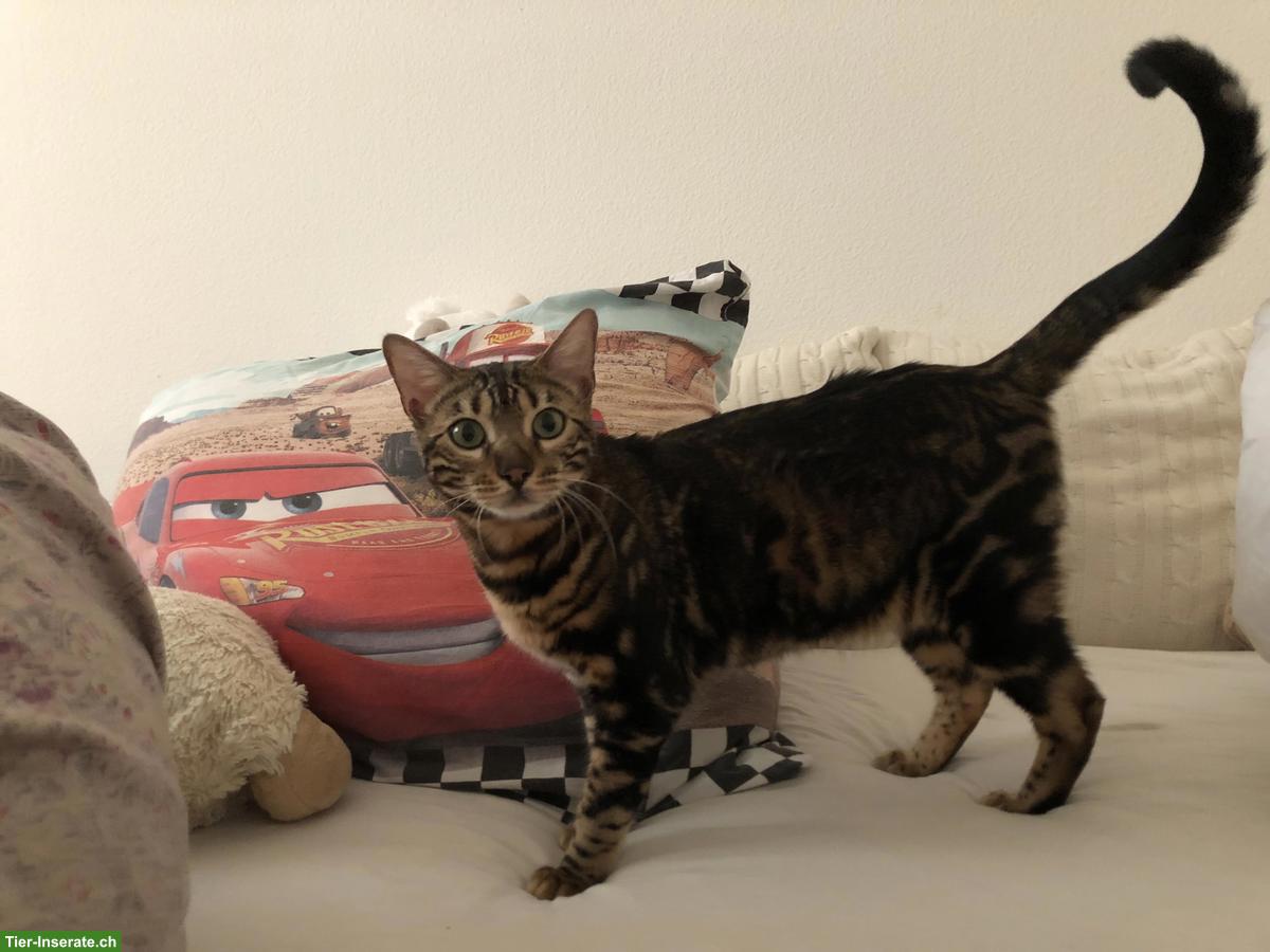 Bild 3: Liebe Bengalkatze sucht Zuhause mit Freigang
