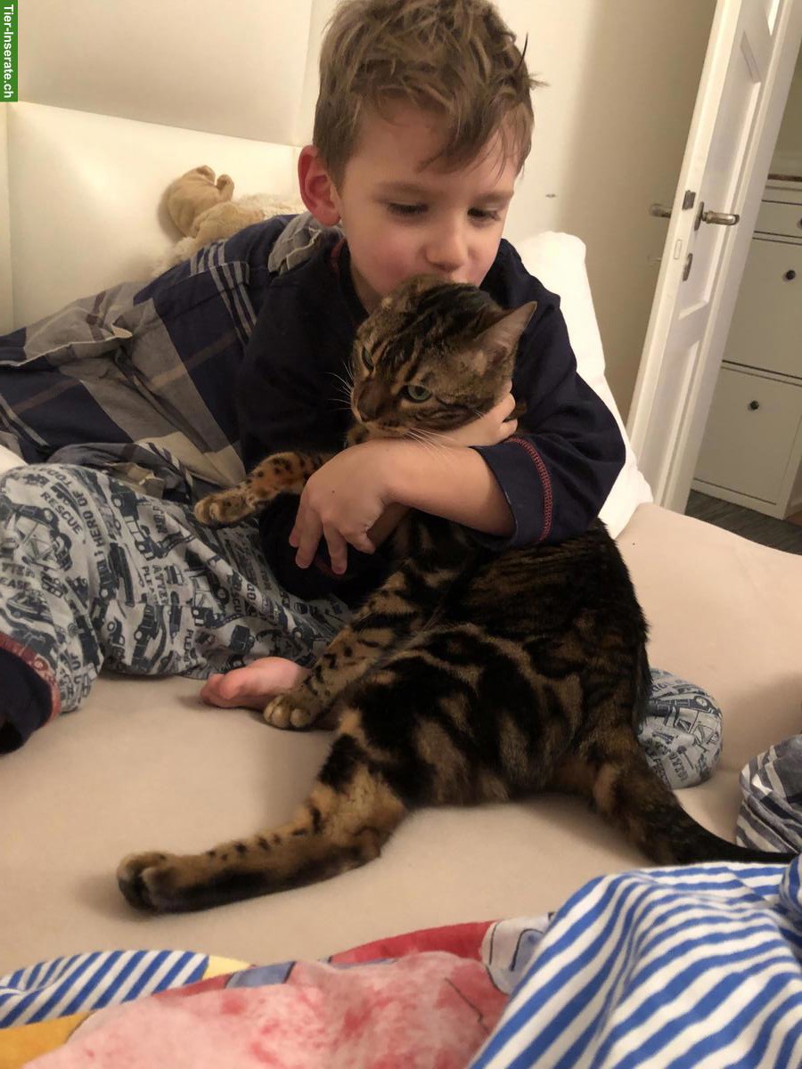 Bild 4: Liebe Bengalkatze sucht Zuhause mit Freigang