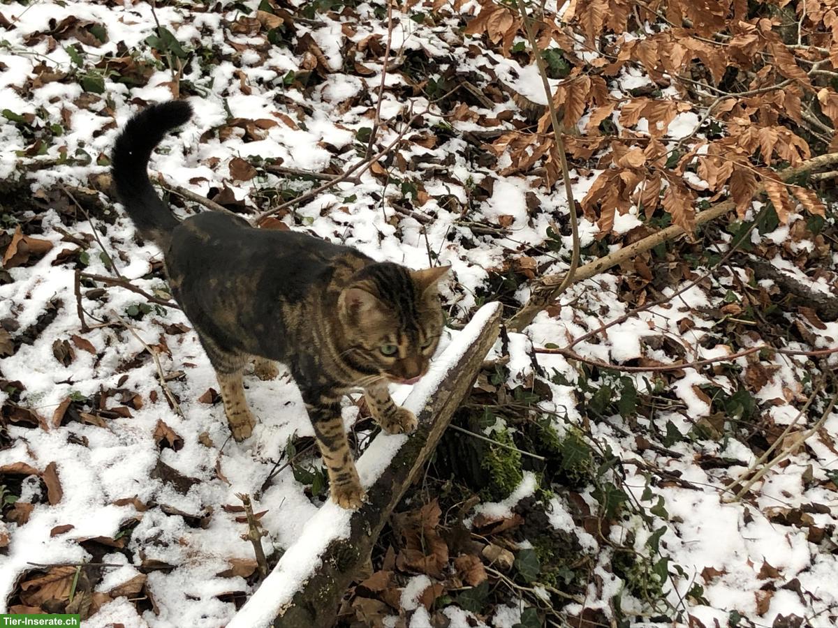 Bild 5: Liebe Bengalkatze sucht Zuhause mit Freigang