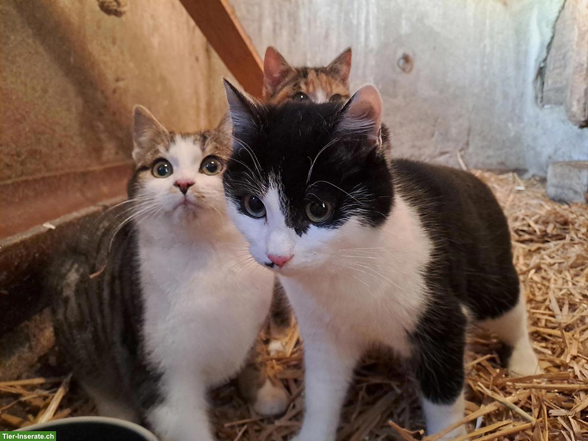 Junge Bauernhofkatzen zu verkaufen