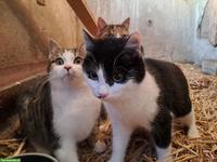 Junge Bauernhofkatzen zu verkaufen