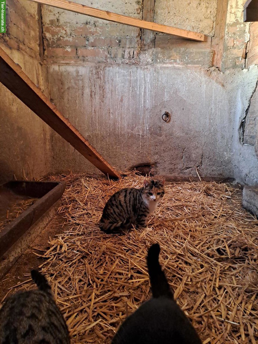 Bild 2: Junge Bauernhofkatzen zu verkaufen