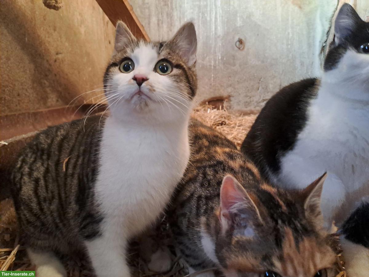 Bild 3: Junge Bauernhofkatzen zu verkaufen