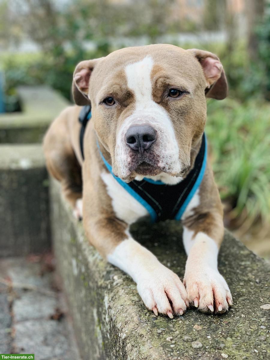 🐾 Hundesitter gesucht in Mettau AG🐾