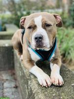 🐾 Hundesitter gesucht in Mettau AG🐾