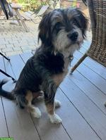 Mischlingsrüde Lupo sucht sein Herzenszuhause 🐾