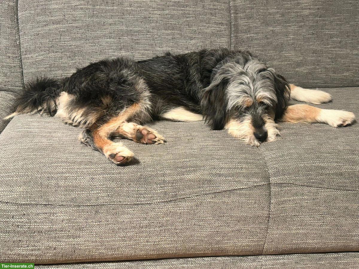 Bild 2: Mischlingsrüde Lupo sucht sein Herzenszuhause 🐾