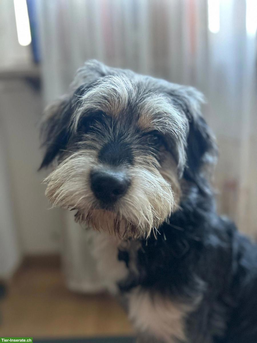 Bild 3: Mischlingsrüde Lupo sucht sein Herzenszuhause 🐾