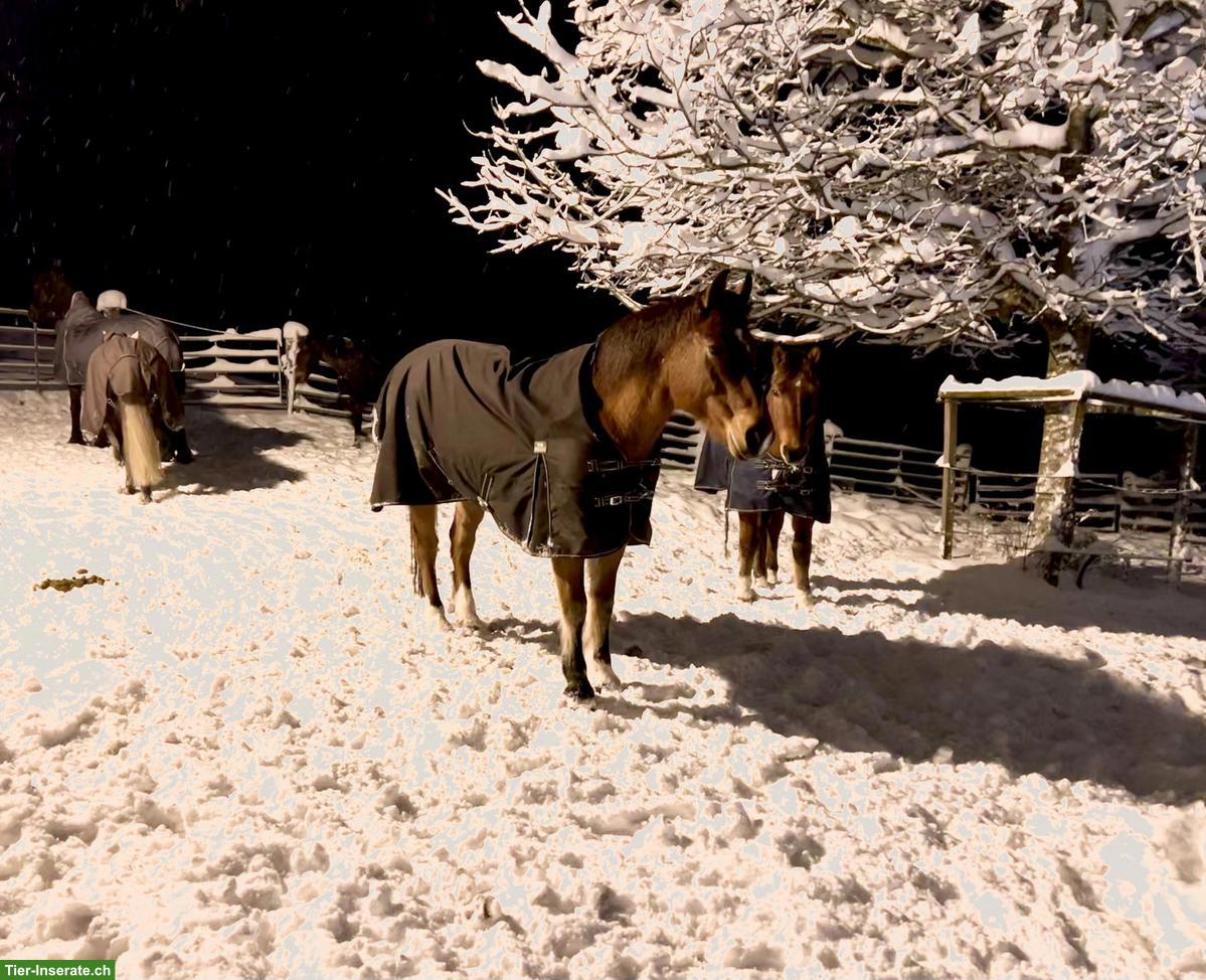 Freier Offenstallplatz in Wallachherde, Horgenberg ZH