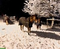 Freier Offenstallplatz in Wallachherde, Horgenberg ZH