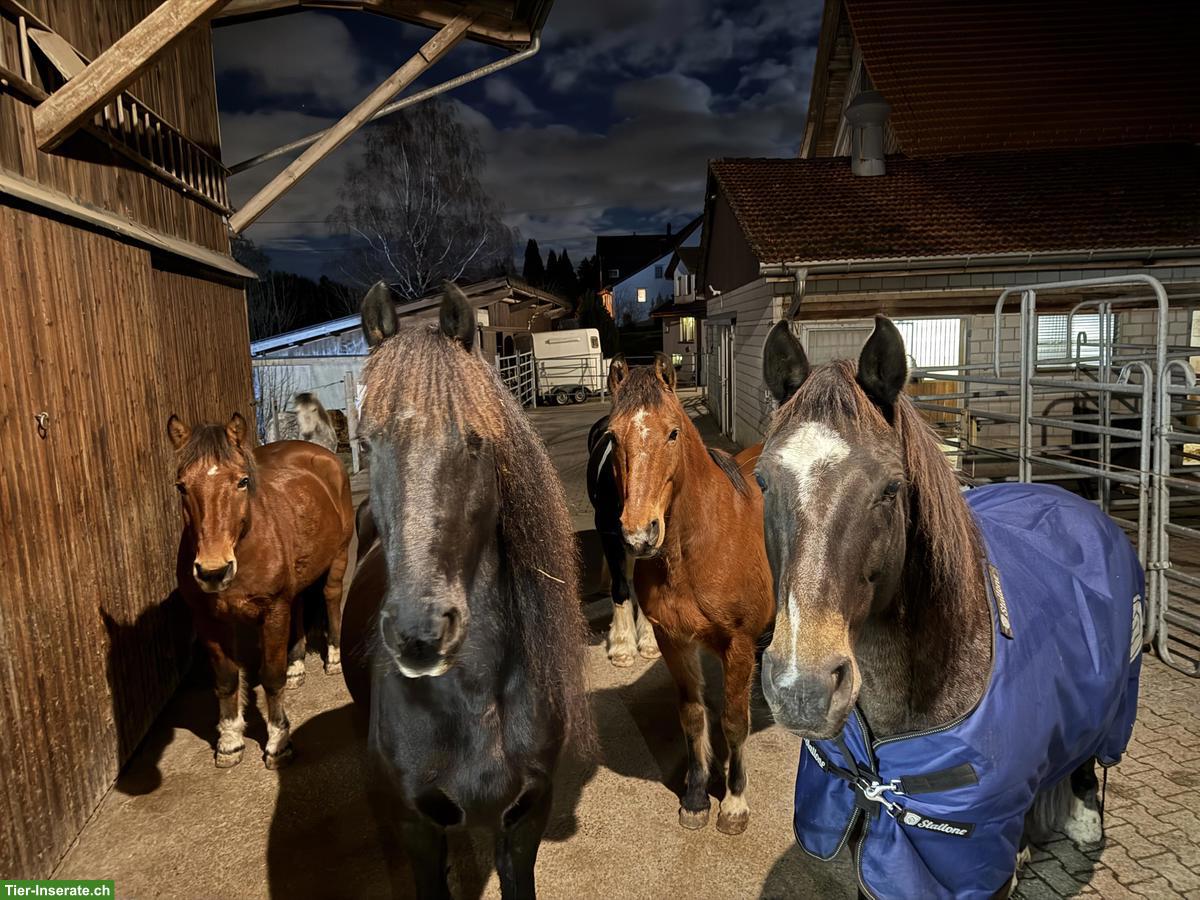 Bild 2: Freier Offenstallplatz in Wallachherde, Horgenberg ZH