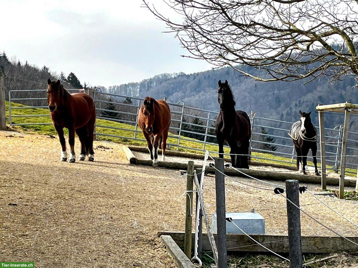Bild 3: Freier Offenstallplatz in Wallachherde, Horgenberg ZH