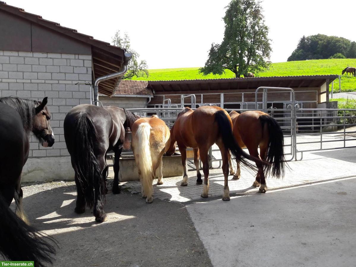 Bild 4: Freier Offenstallplatz in Wallachherde, Horgenberg ZH