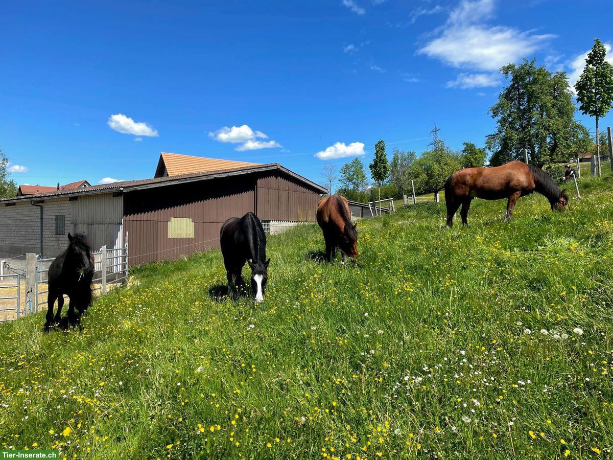 Bild 6: Freier Offenstallplatz in Wallachherde, Horgenberg ZH