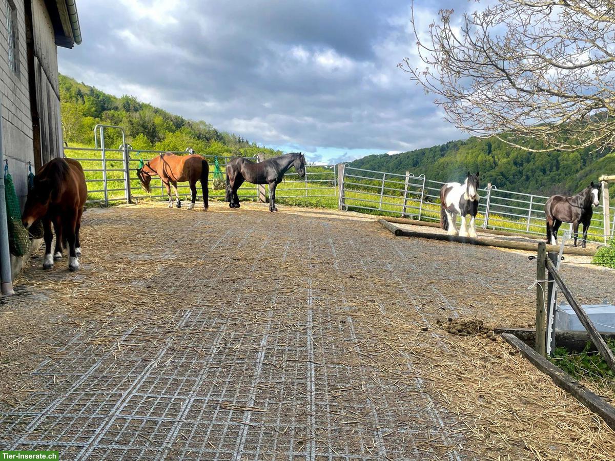 Bild 7: Freier Offenstallplatz in Wallachherde, Horgenberg ZH