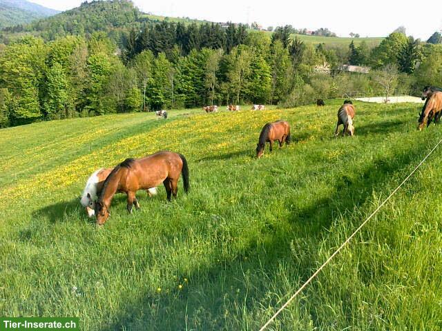 Bild 8: Freier Offenstallplatz in Wallachherde, Horgenberg ZH