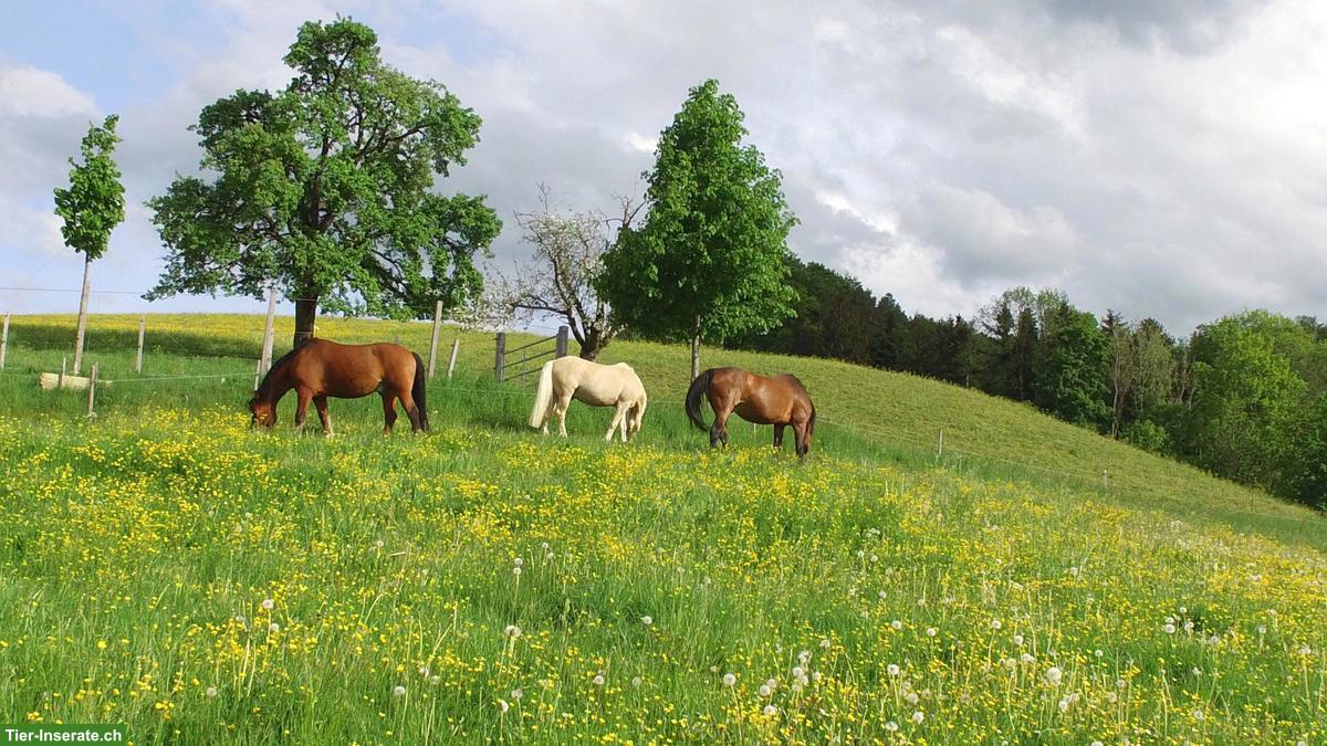 Bild 9: Freier Offenstallplatz in Wallachherde, Horgenberg ZH