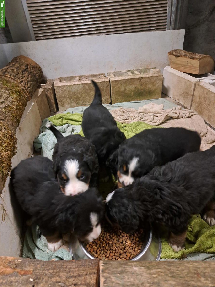 Berner Sennenhund Welpen, reinrassig