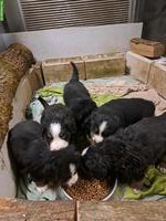 Berner Sennenhund Welpen, reinrassig