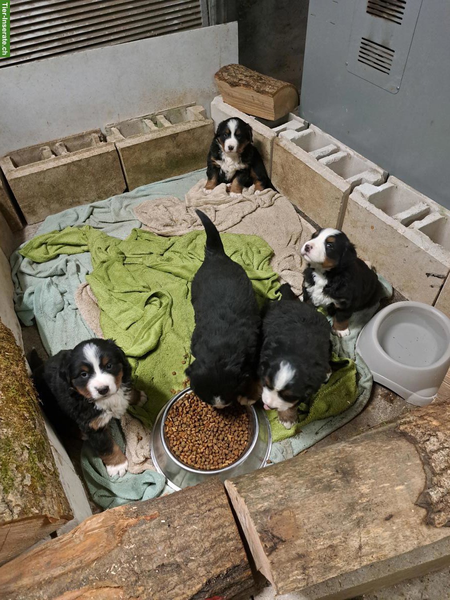 Bild 2: Berner Sennenhund Welpen, reinrassig