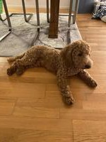 Männlicher Toypudel, 7½ Monate alt abzugeben