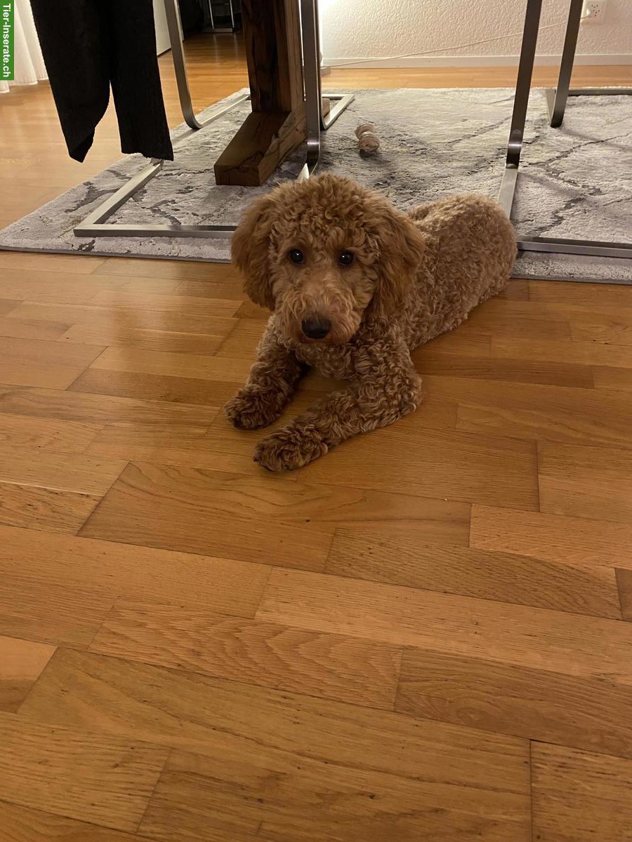 Bild 3: Männlicher Toypudel, 7½ Monate alt abzugeben