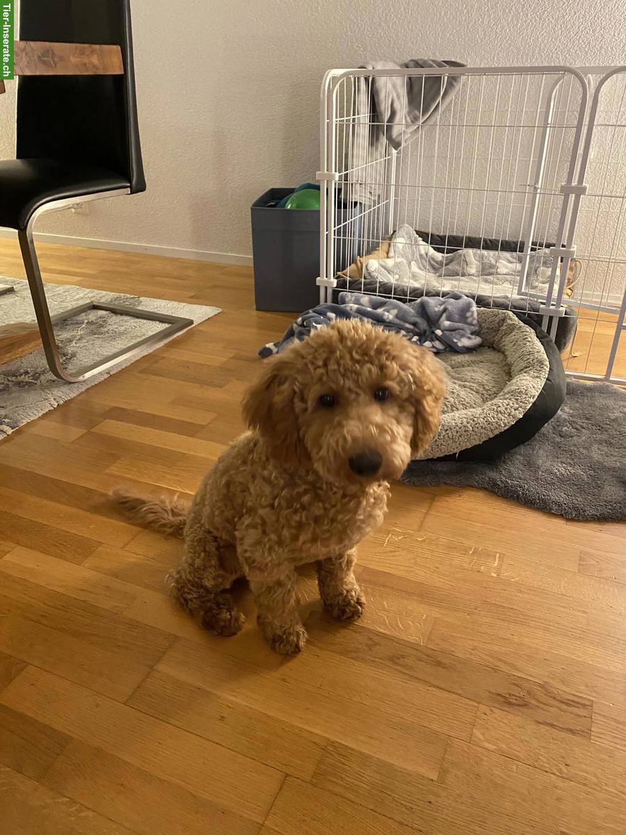 Bild 4: Männlicher Toypudel, 7½ Monate alt abzugeben