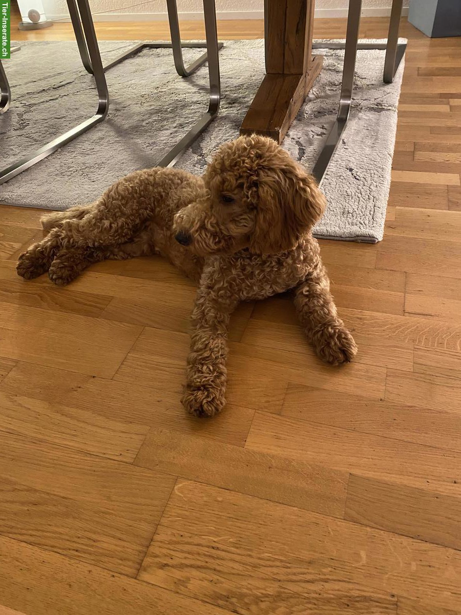 Bild 5: Männlicher Toypudel, 7½ Monate alt abzugeben