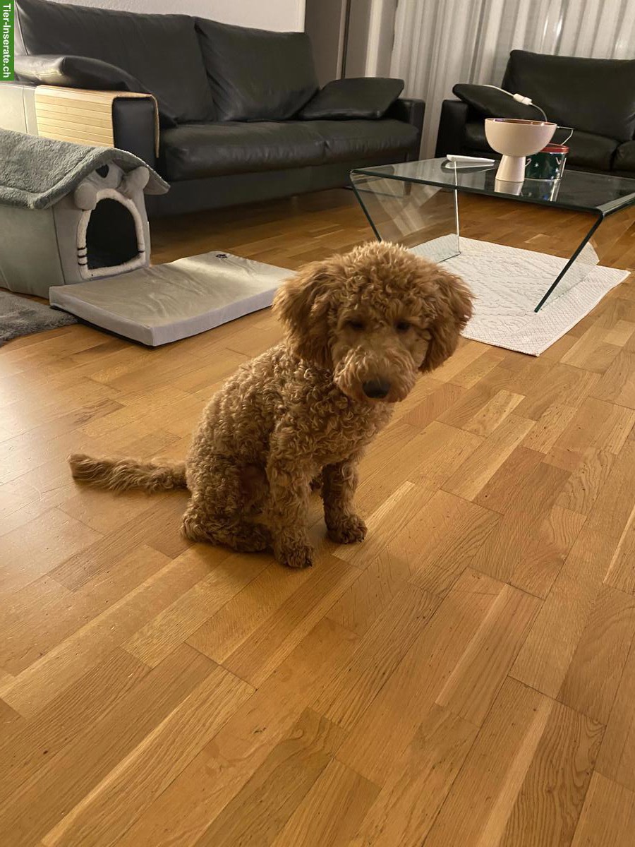 Bild 6: Männlicher Toypudel, 7½ Monate alt abzugeben