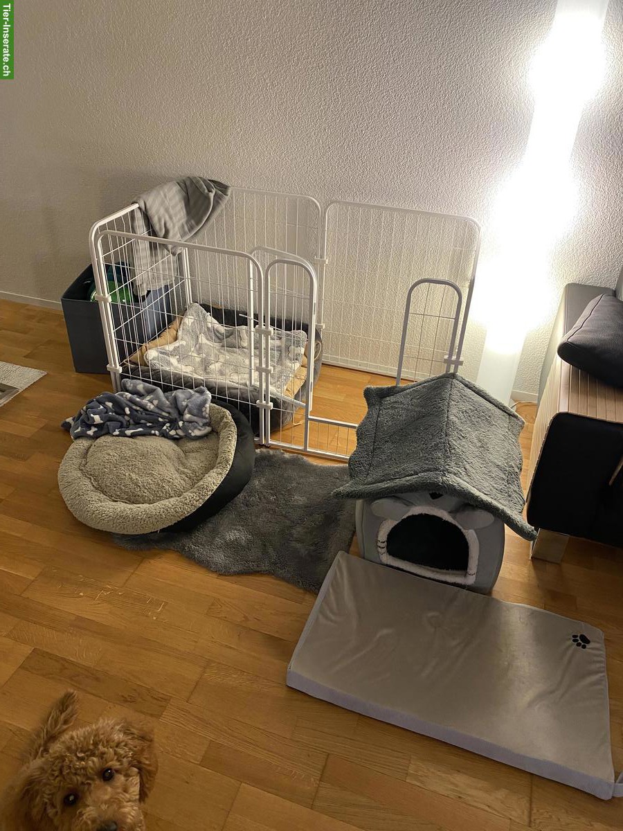 Bild 7: Männlicher Toypudel, 7½ Monate alt abzugeben