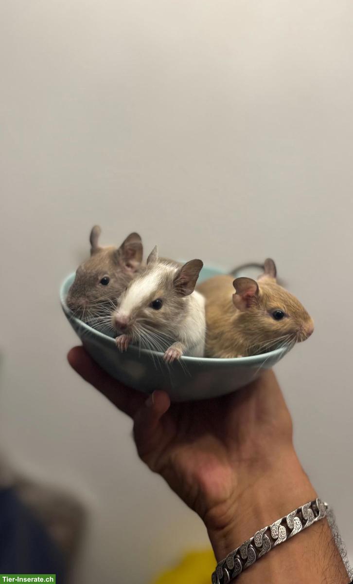 3 Degus mit Käfig abzugeben