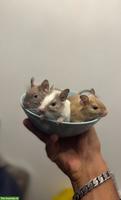 3 Degus mit Käfig abzugeben